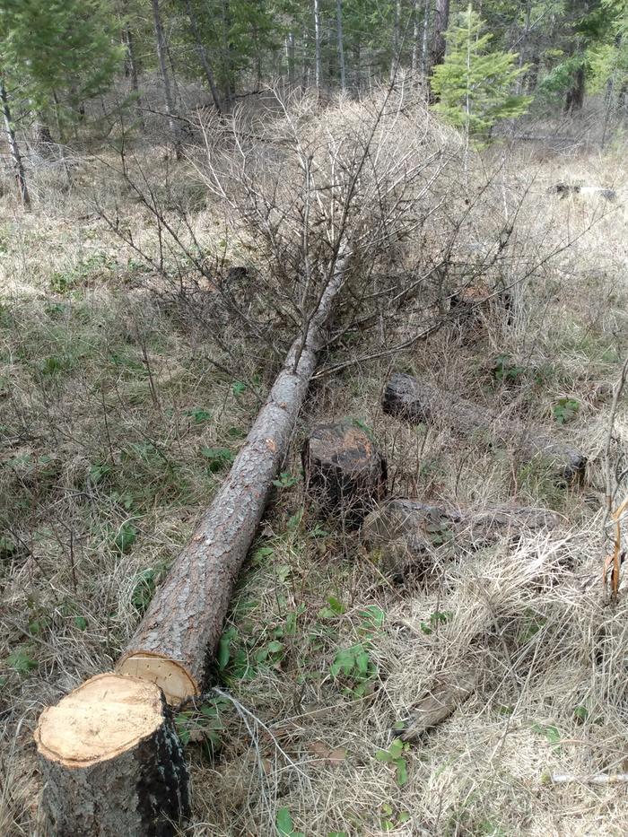 Dead tree 2 before