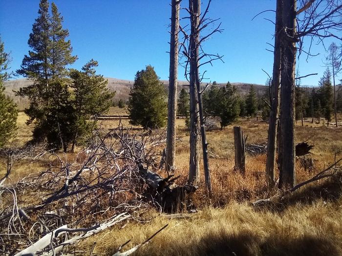 I ended up taking eight trees from this picture. 4 standing, and 4 that were already down.