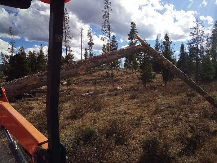 The fifth tree cracked when it fell, and decided to ruin its center of gravity on the way to the trailer.