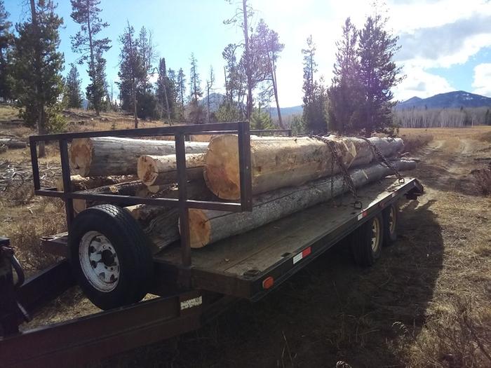 The first load of logs all limbed.