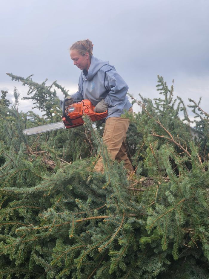 I am using a chainsaw on this tree