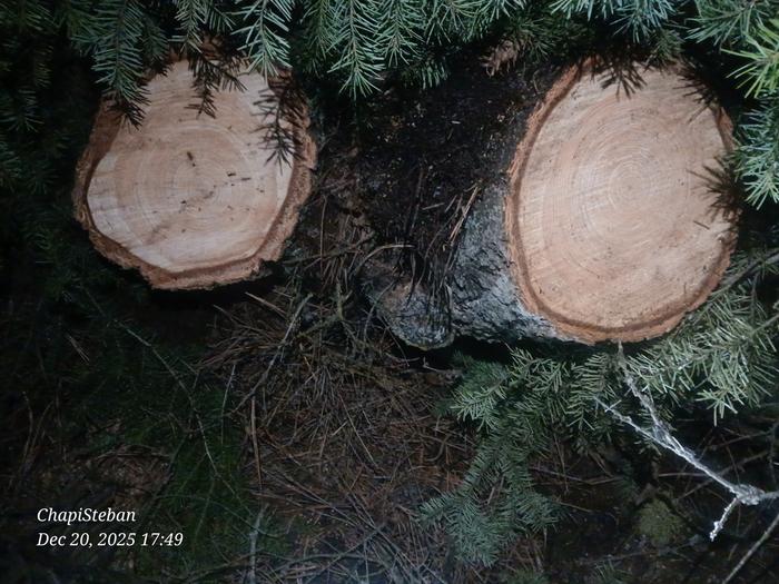 Picture of the two stumps 