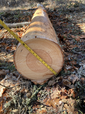 Big Log - 12" diameter