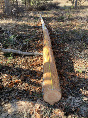 tape is at 16' - log is about 30' long