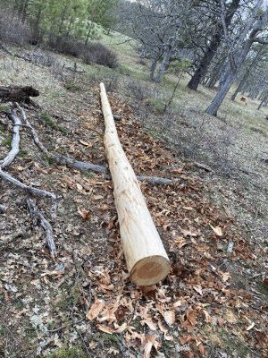 Peeled Log