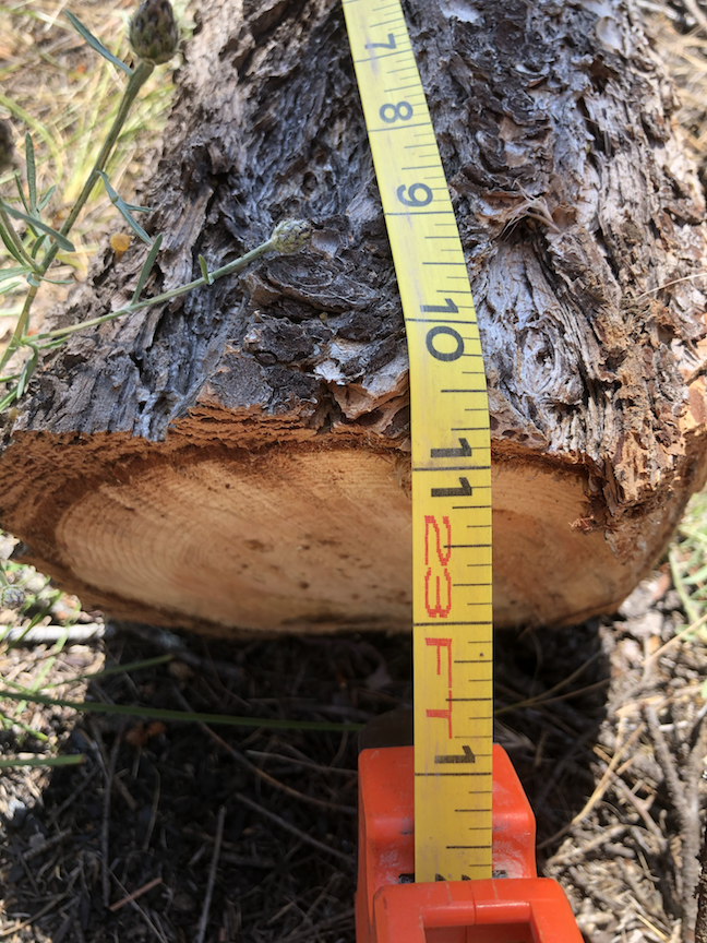 Tree 1 over 16 feet long (can see clearly off ground photo)