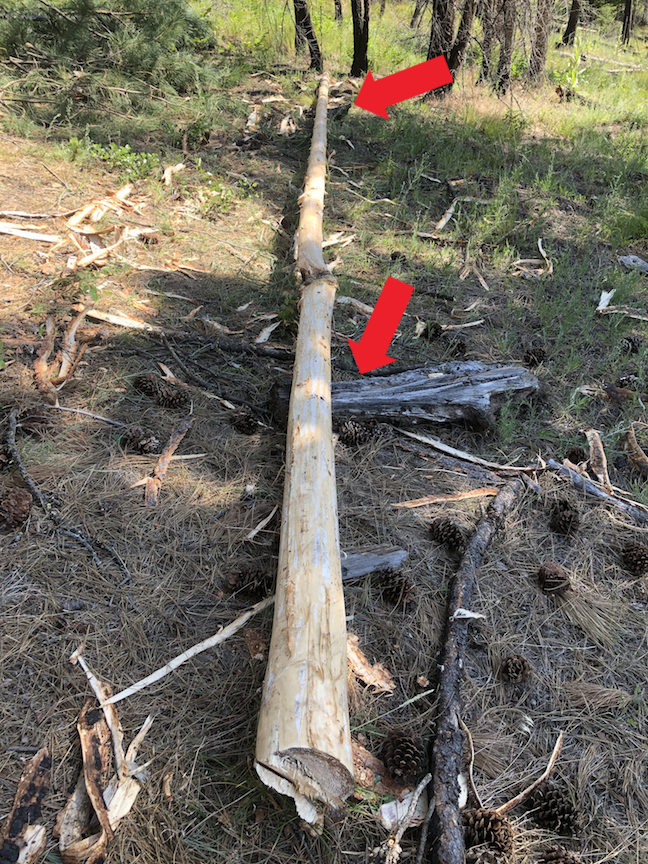 Tree 2 off ground (arrows showing where resting on wood and stumps)