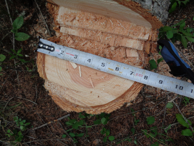 Diameter of first tree (at stump)