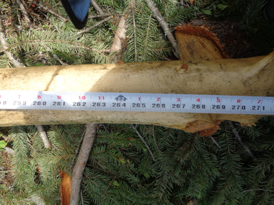 Closeup for length of first tree