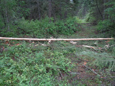 First tree after peeling, with temporary supports until it can be moved to a more permanent drying location