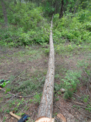 Second tree before peeling