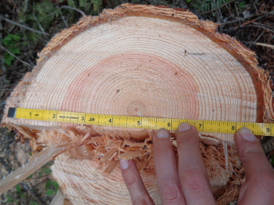 Diameter of second tree (at stump; length shown in "after" pictures)