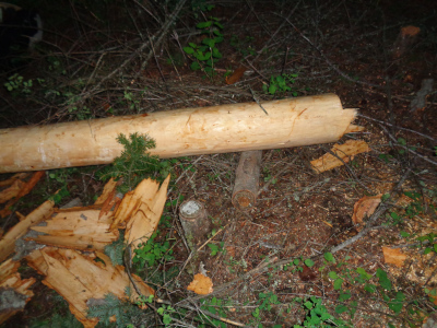 Closeup for first support point of tree 2 (temporary supports until it can be moved to a permanent drying location)