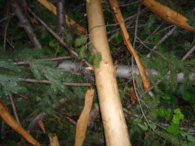 Closeup for third support point of tree 3 (a tree that had fallen over the winter)