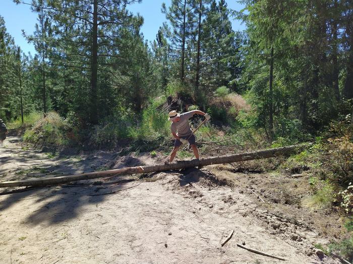 Log 1, peeling, 16' long