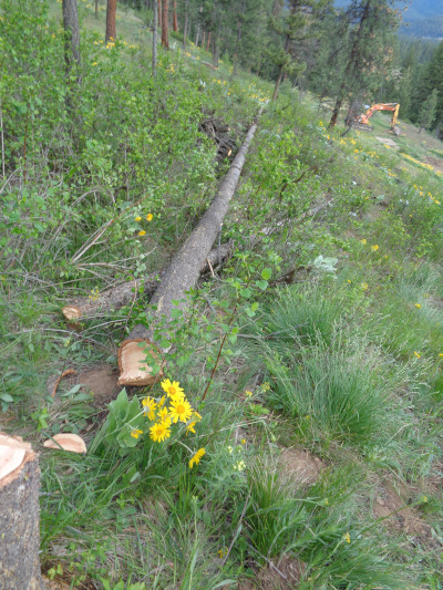 dead standing trees 1 and 2