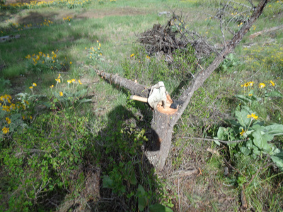 dead standing tree 3