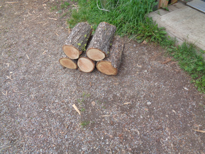 a little more cut wood (from tree 4)