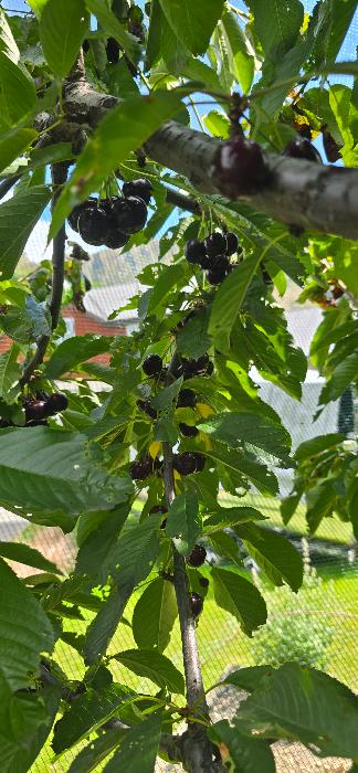 a cherry laden branch