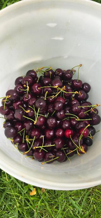 half a 10 litre bucket of cherries