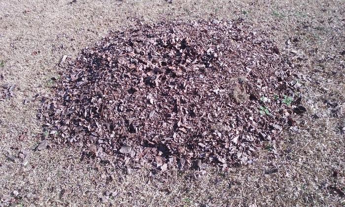 Leaves as a final mulch on a mini hugel