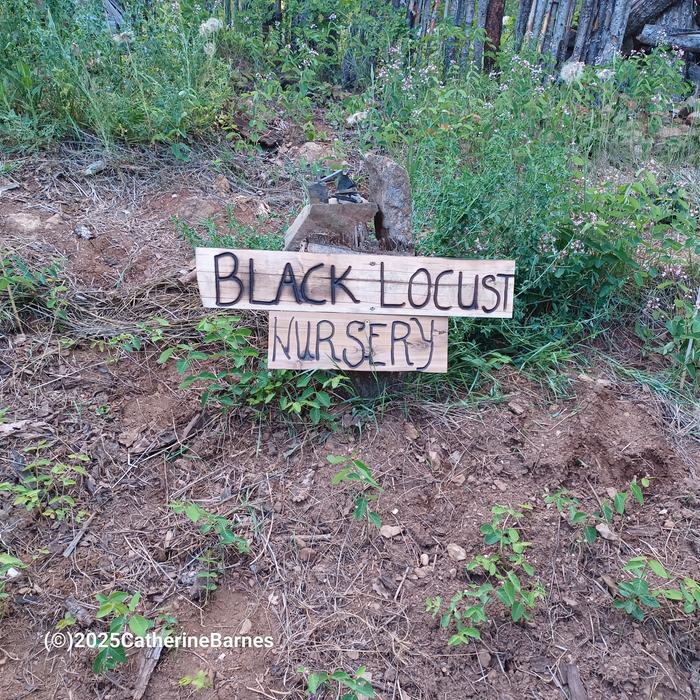 [Thumbnail for BB-Brand-a-location-community.sand.brand-black-locust-nursery.jpg]