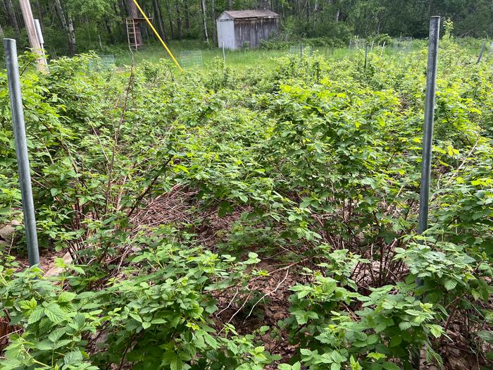 the raspberry patch