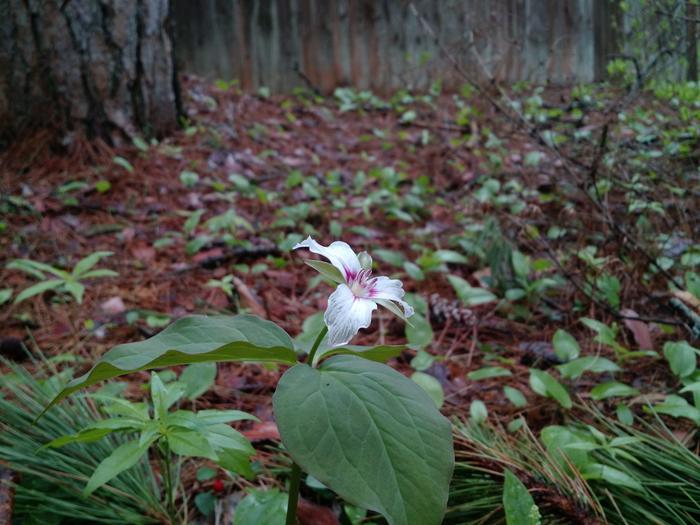 Trillium