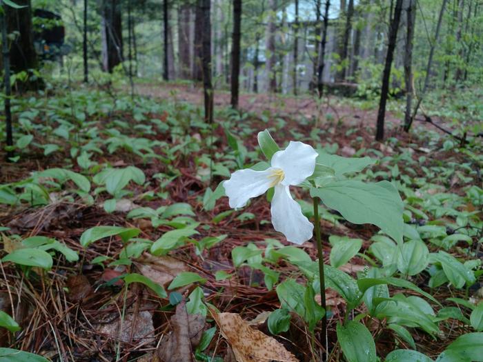 White Trillium