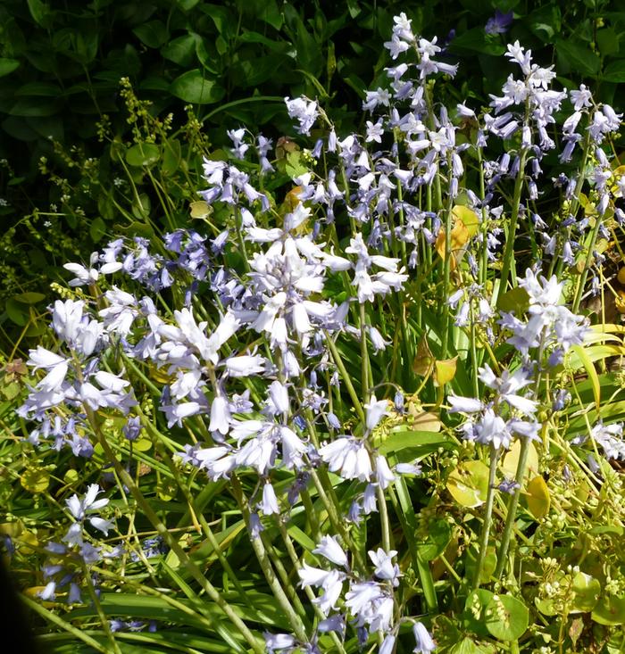 Spring flowers