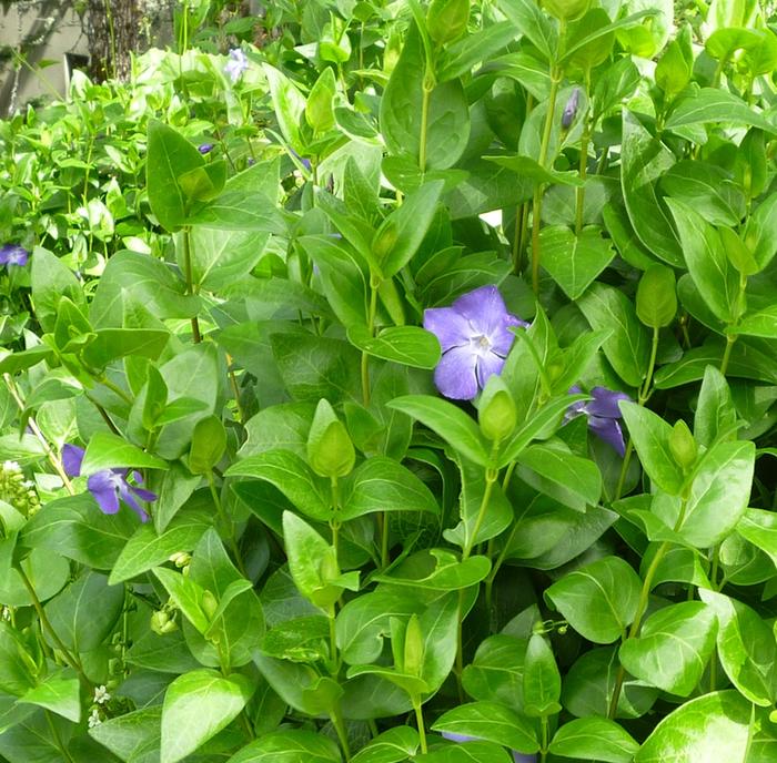 Spring flowers: Vinca