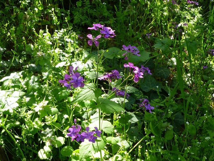 Spring flowers