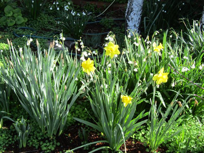 daffodils