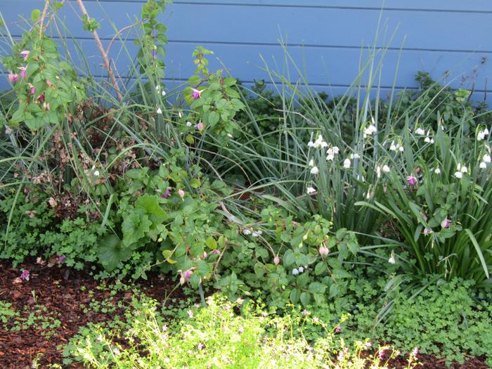 mixed flowers