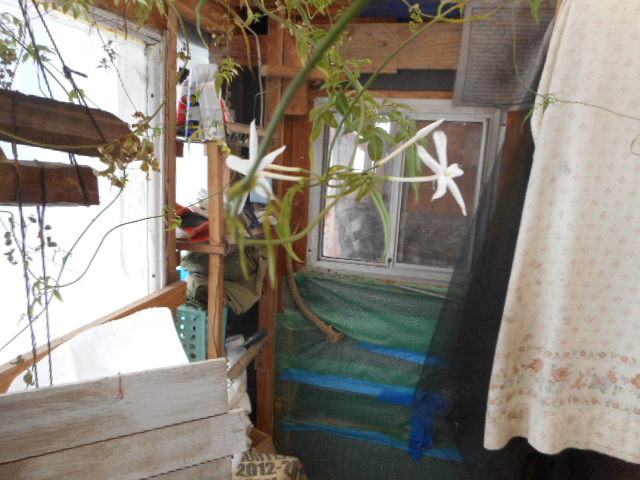 [Thumbnail for DSCN0161.JPG]