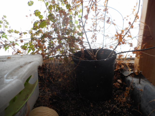 [Thumbnail for DSCN0166.JPG]