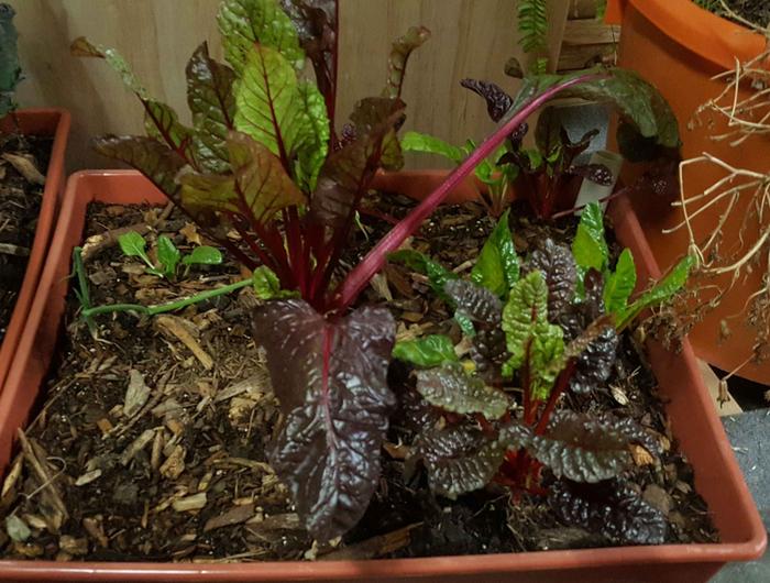 [Thumbnail for 3-red-yellow-and-green-swiss-chard.jpg]