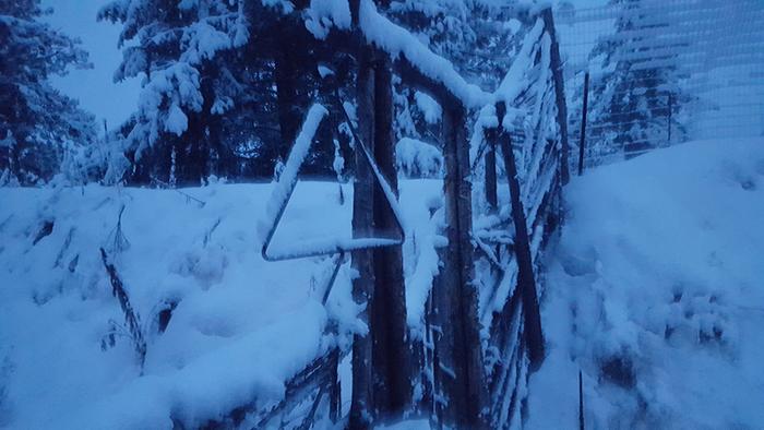 Winter blue dawn