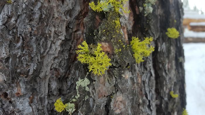 Close up lichen usnia
