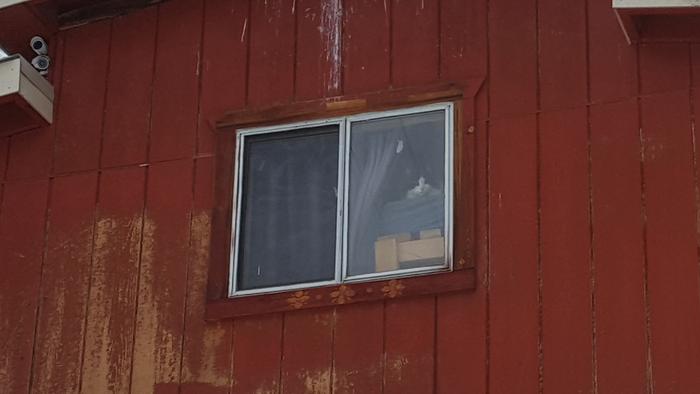 gato Cloud keeping watch in the Red Cabin
