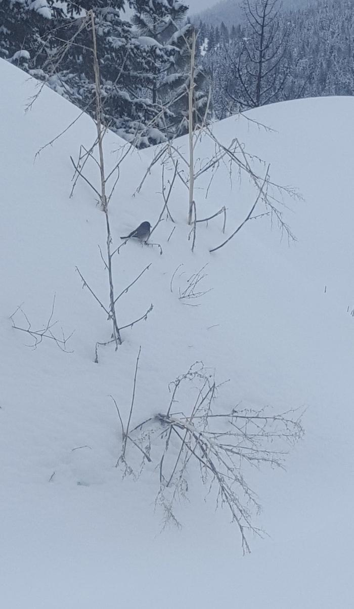 Not sure what type of bird this is but it drew my attention.