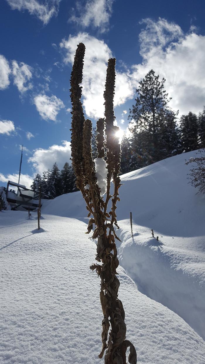 Wild mullein in the winter sun