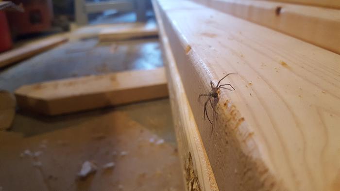 This spider caught my eye while I was cutting boards. The birds and insects are coming back to life, another sign Spring is nearning