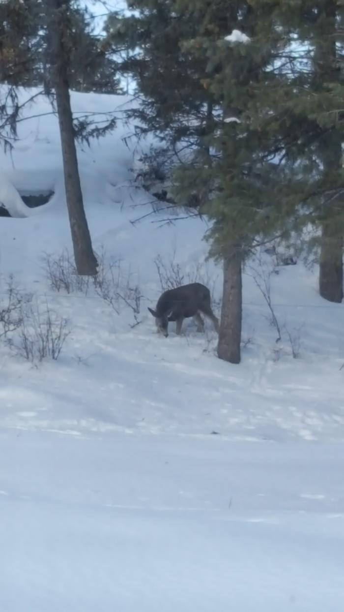 Spotted a beautiful doe while eating breakfast. She came around at night too. Such a peaceful spirit.