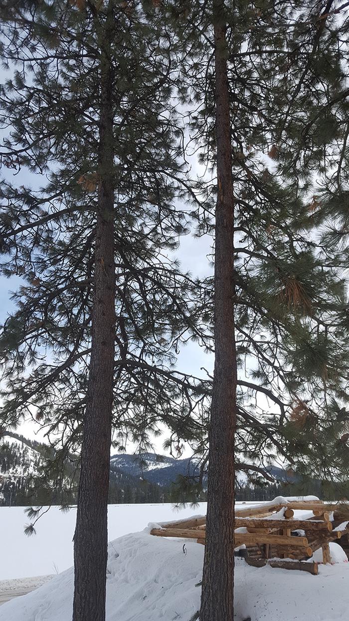 Two magnificent fir trees at the Lab entrance