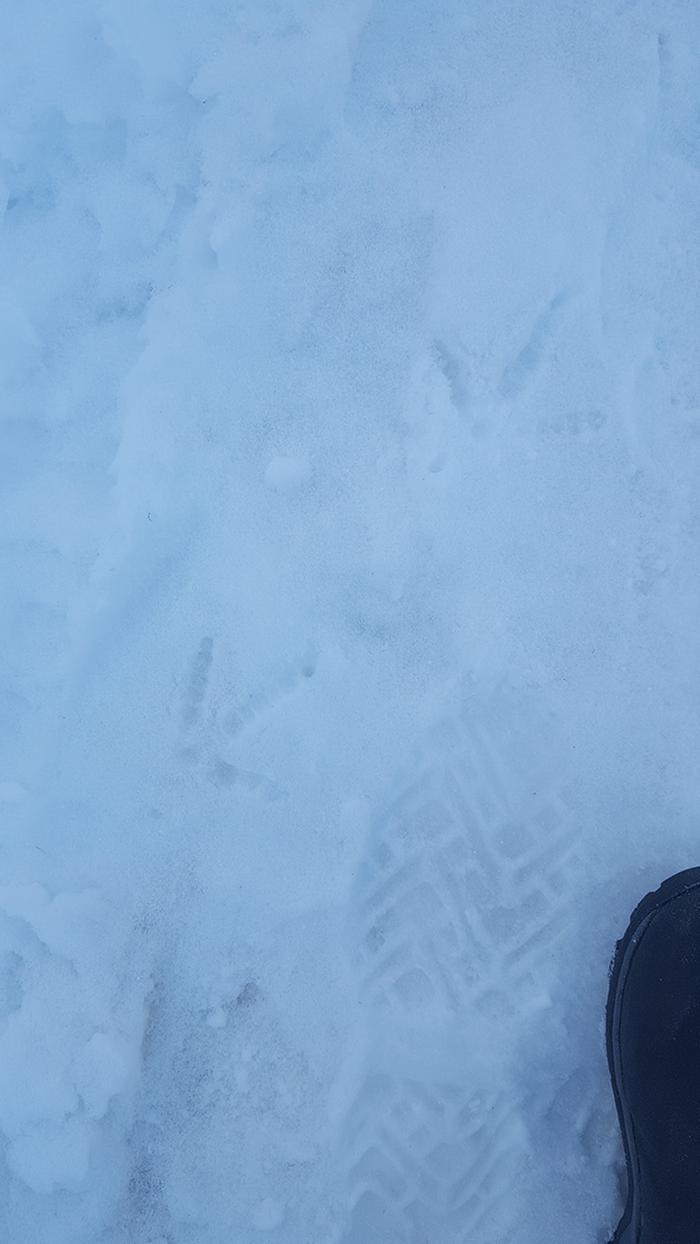 Turkey tracks
