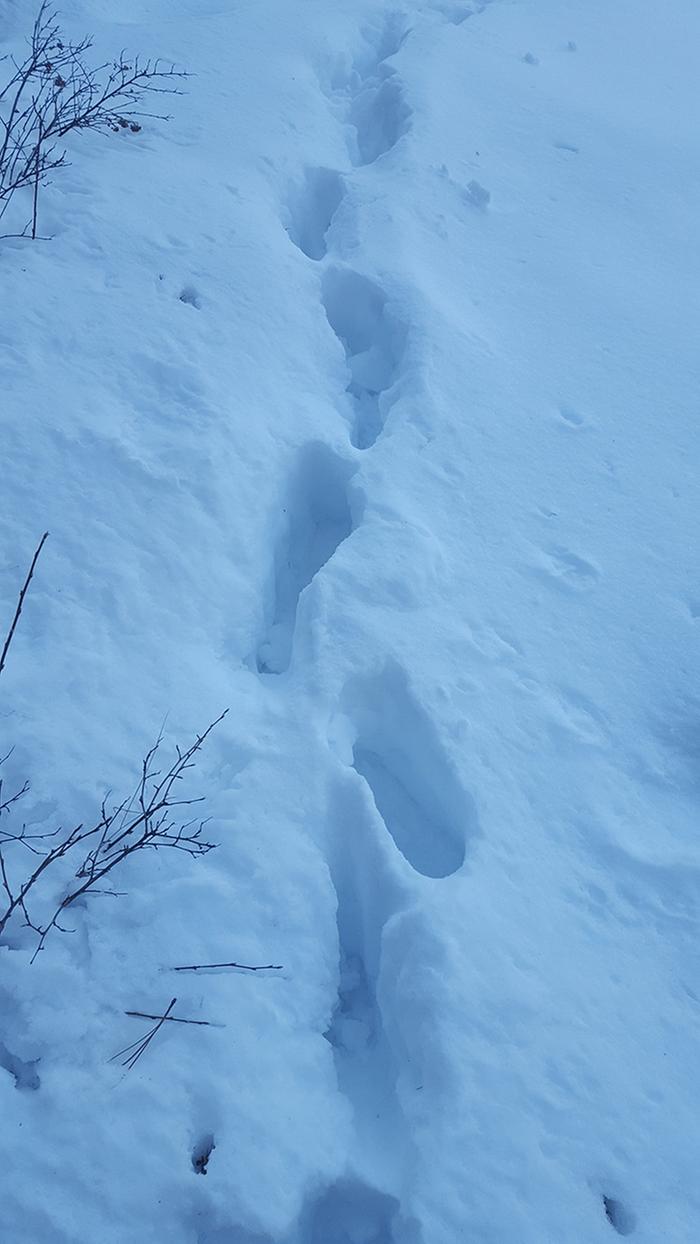 Deep snow, if you walk off the animal tracks it can be 3-4ft deep in some areas