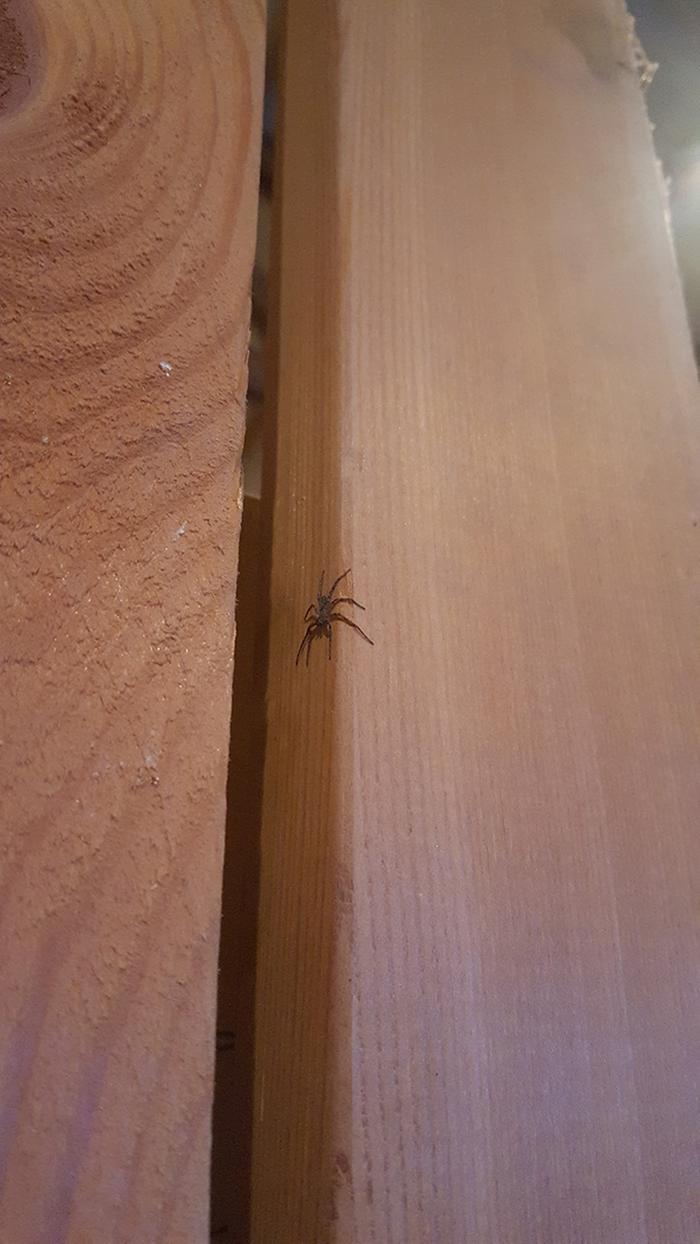 Second time seeing my spider buddy