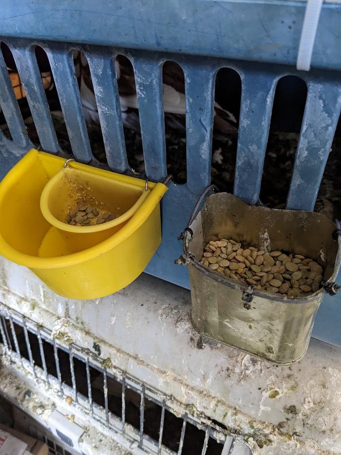 Bird feed dispenser for caged protected breeders or late sqeajers
