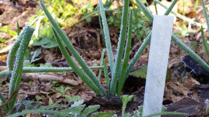 Thank you, Pearl, for these walking onions. They are truly thriving! They will be known for centuries as Pearl's Walking Onions!